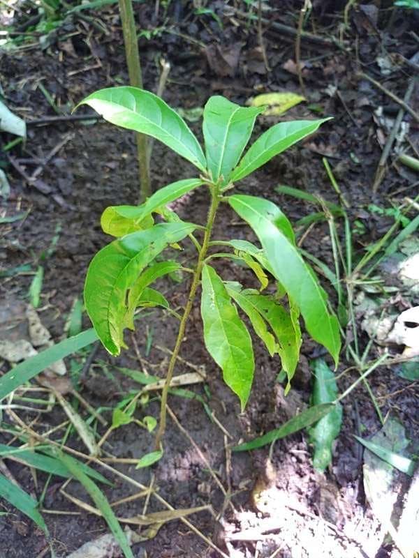 tree image