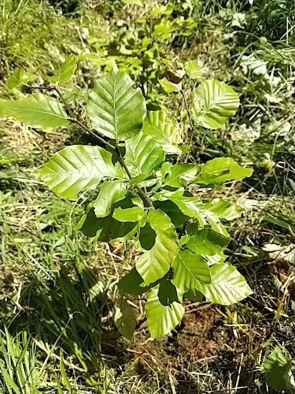 tree image