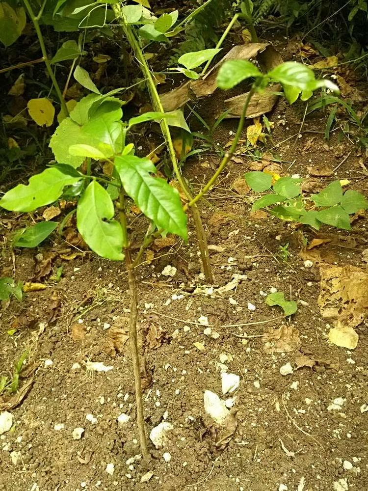 tree image