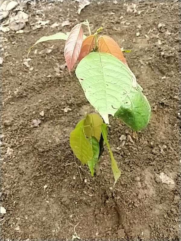 tree image