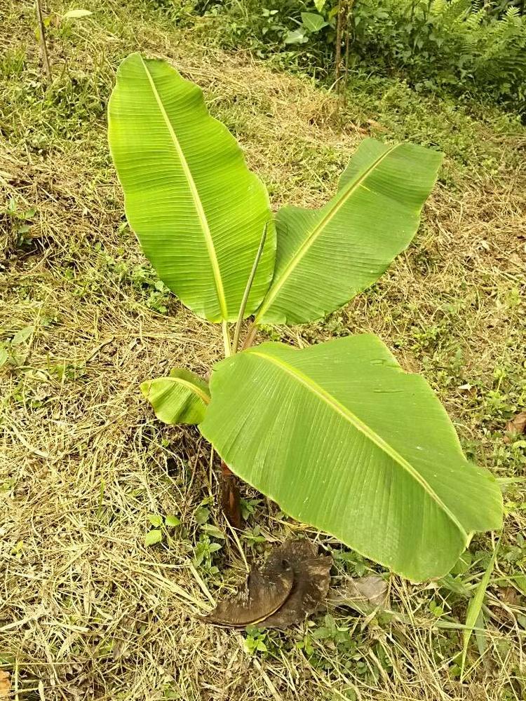 tree image
