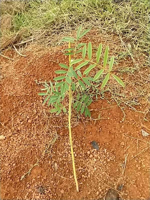 tree image