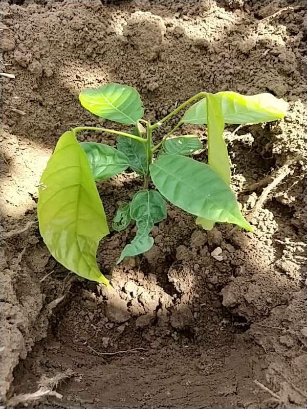 tree image
