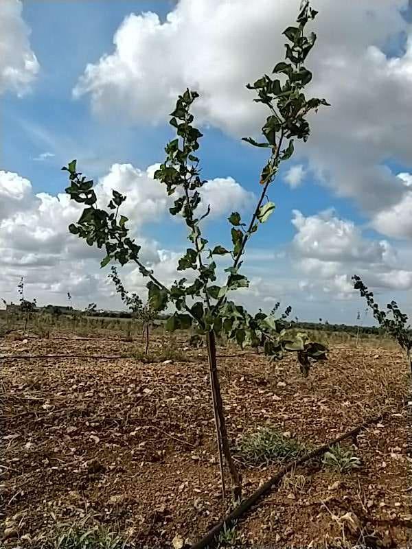 tree image
