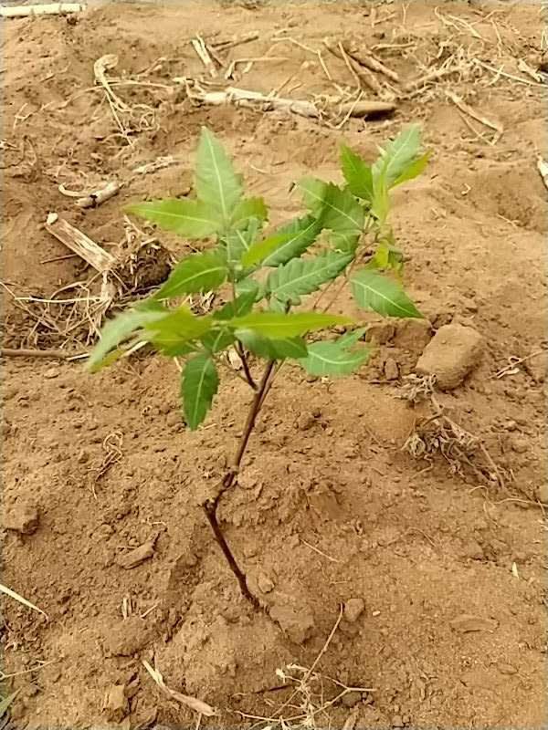 tree image
