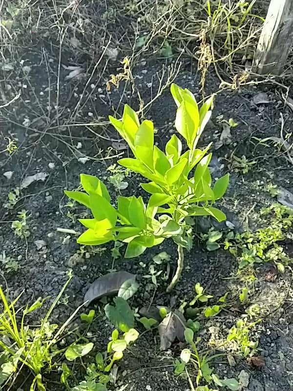 tree image