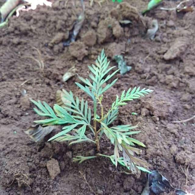 tree image