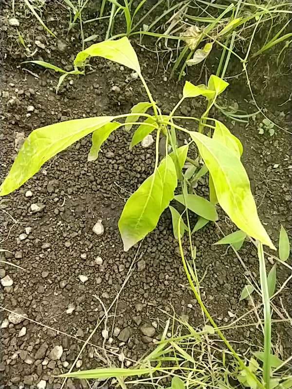 tree image