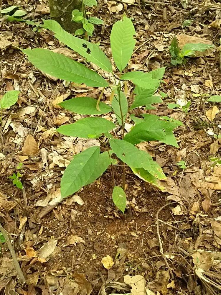 tree image