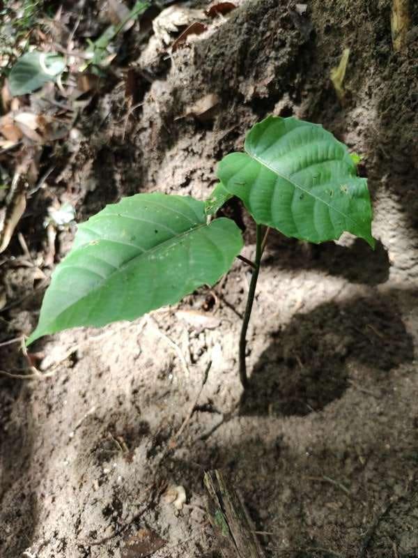 tree image