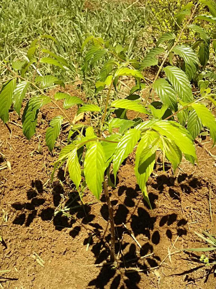 tree image