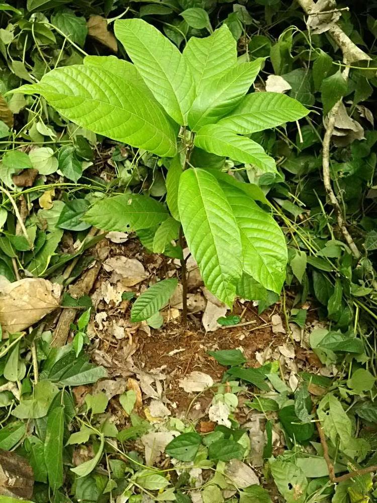 tree image