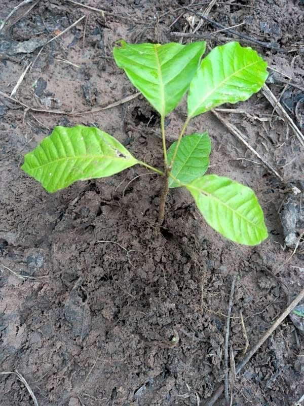 tree image