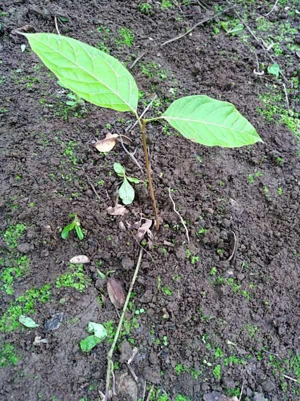 tree image