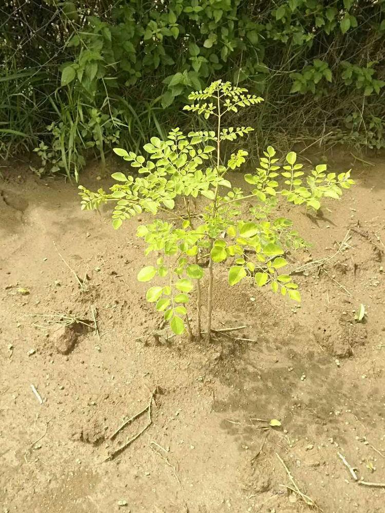 tree image
