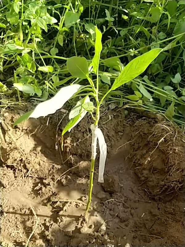 tree image