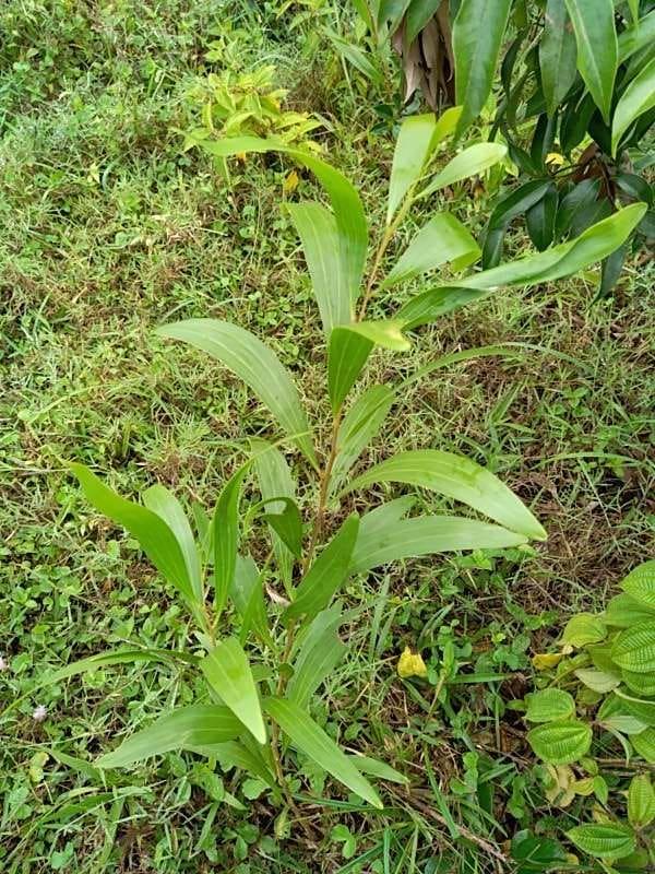 tree image