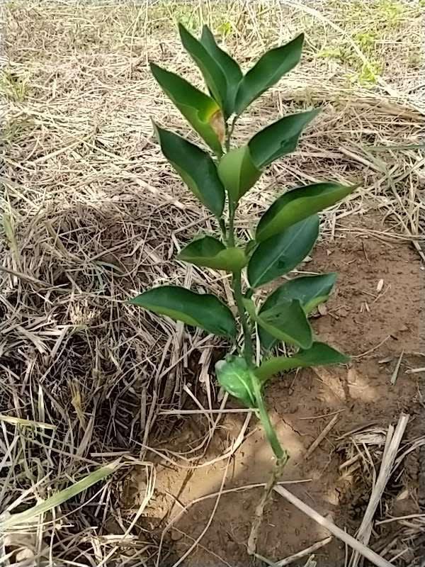 tree image