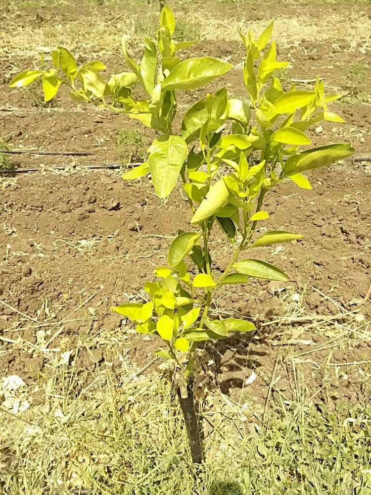 tree image