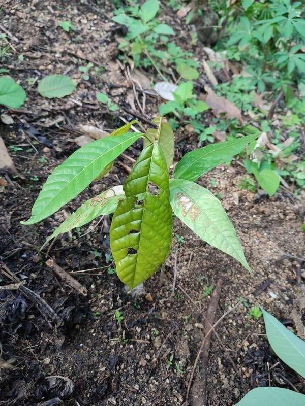 tree image