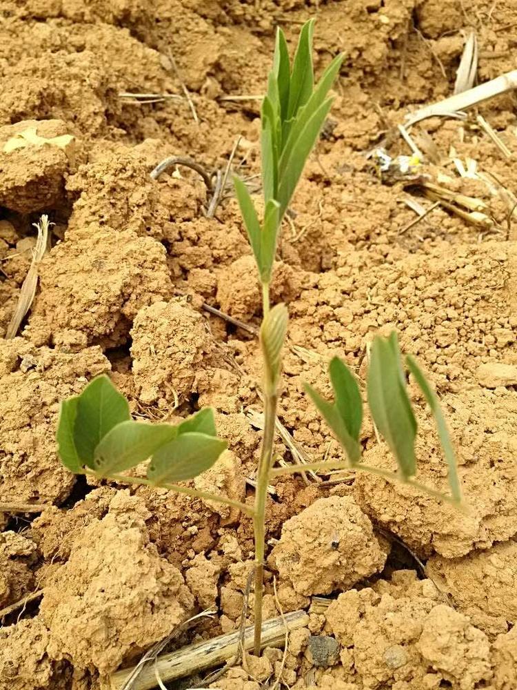 tree image