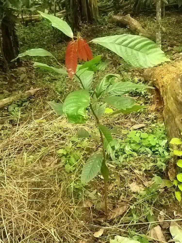 tree image