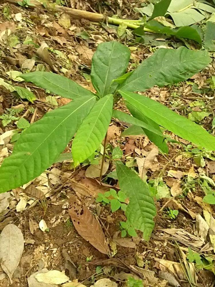 tree image
