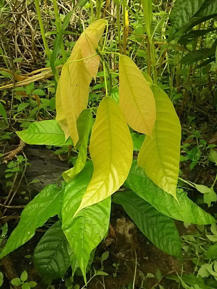 tree image