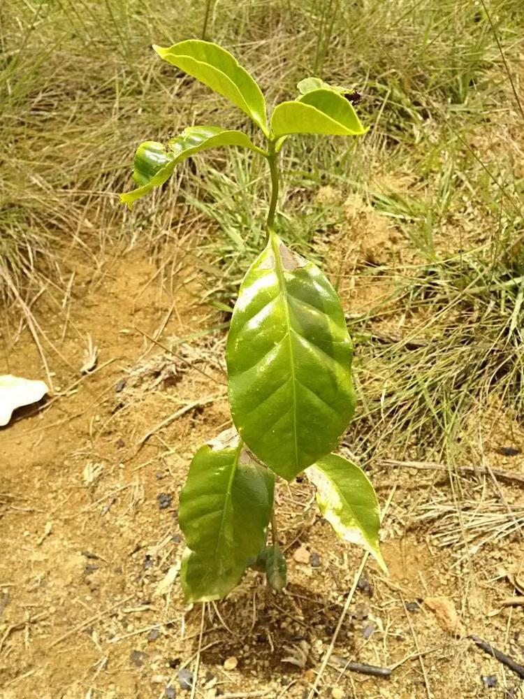 tree image