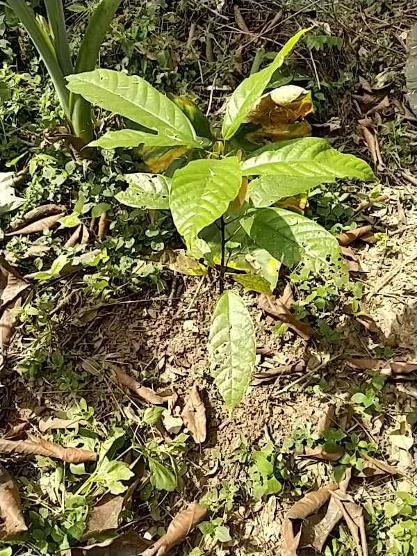 tree image
