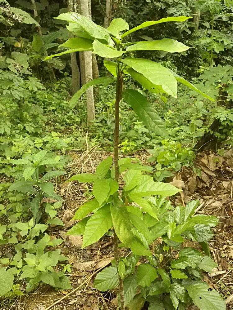 tree image