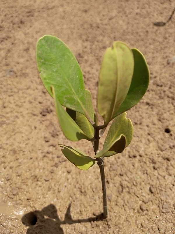 tree image