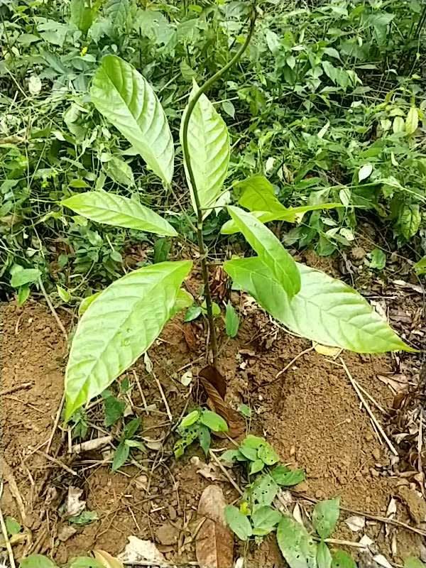 tree image