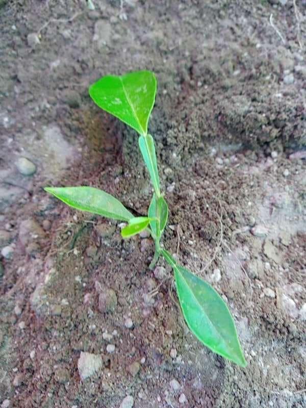 tree image