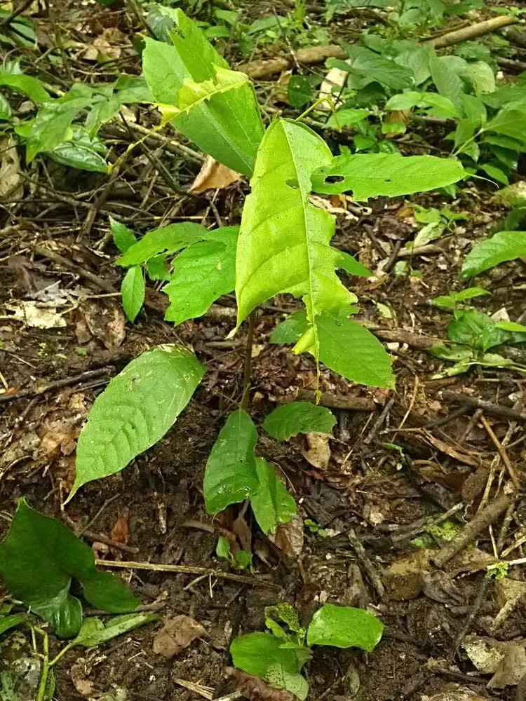 tree image