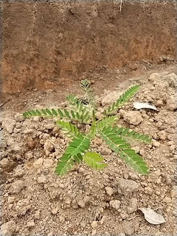 tree image
