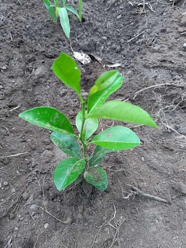 tree image