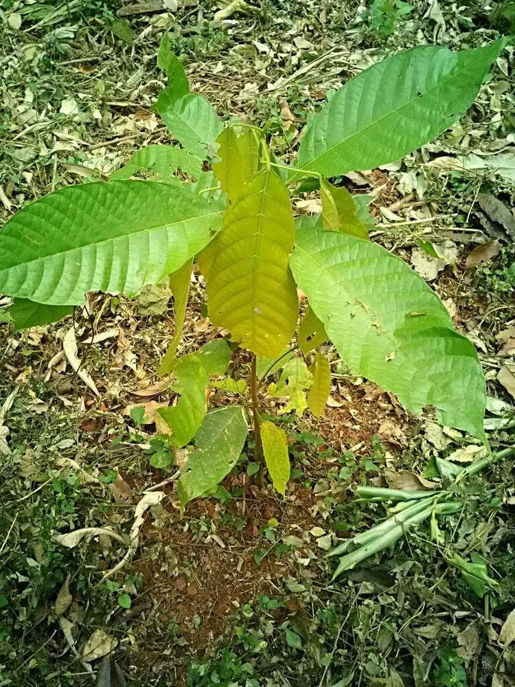 tree image