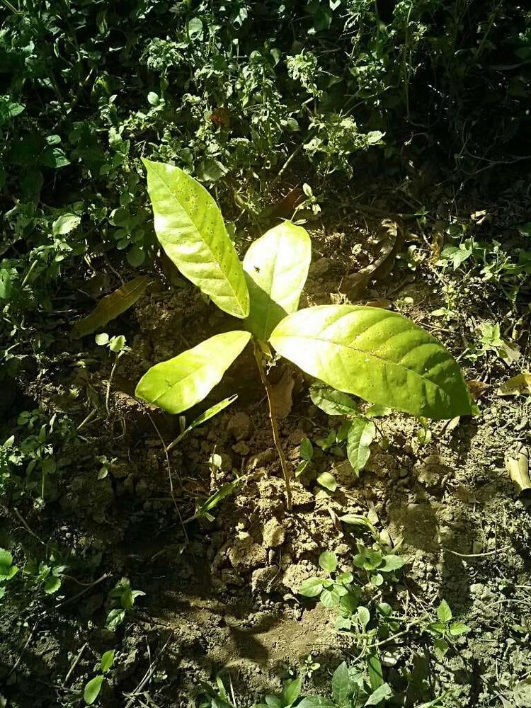 tree image