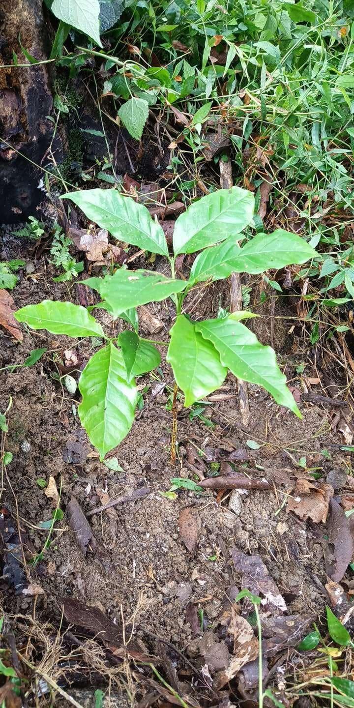 tree image