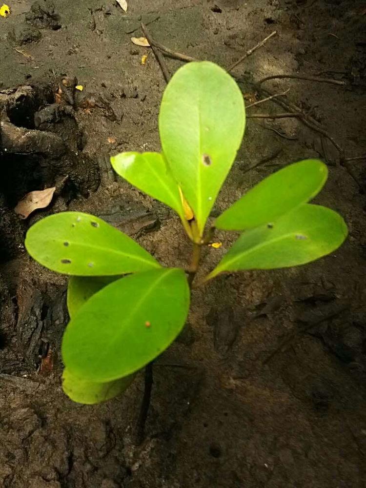 tree image