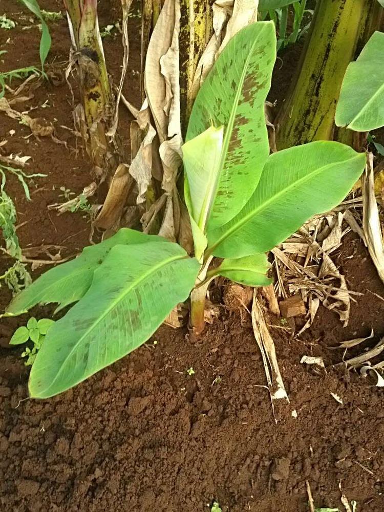tree image