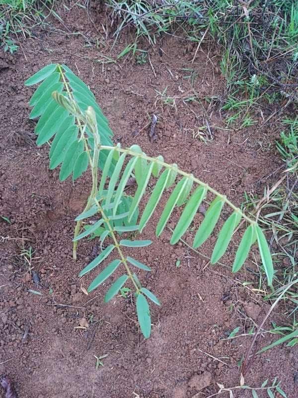 tree image