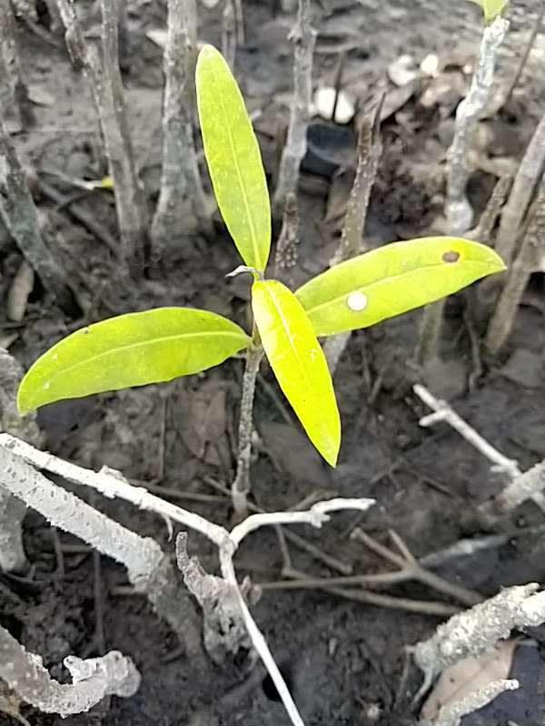 tree image