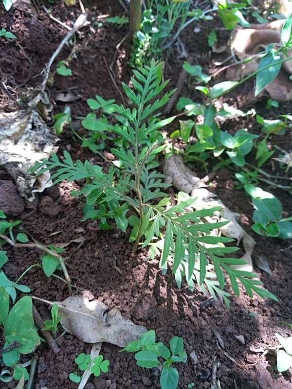 tree image