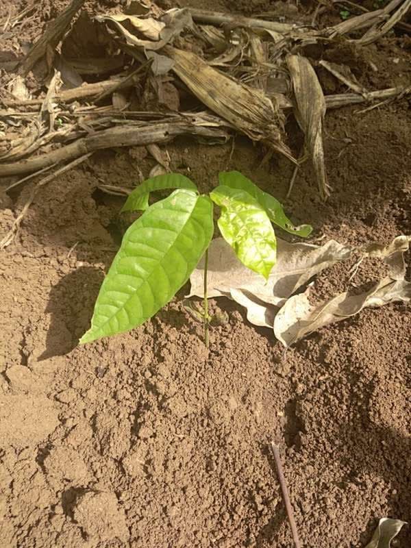 tree image