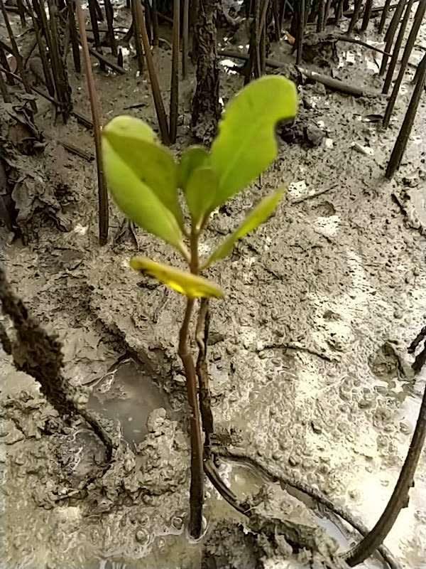 tree image