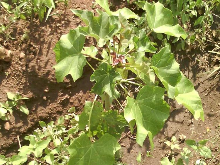 tree image
