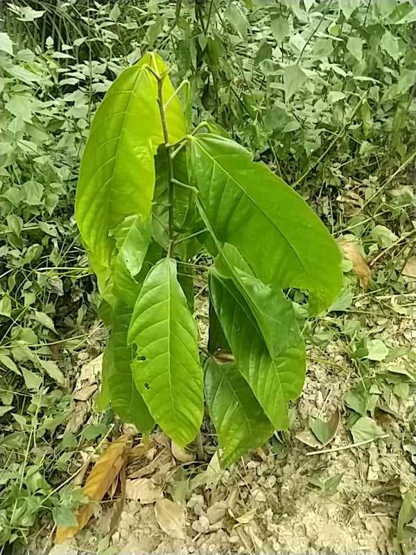 tree image