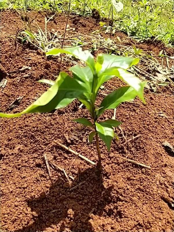 tree image